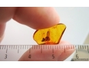Winged Coccid Coccoidea. Fossil insect in Baltic amber #15317