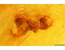 Coccid Coccoidea ,Ant in Spider web and Spider. Fossil inclusions in Baltic amber #15318