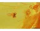 Coccid Coccoidea ,Ant in Spider web and Spider. Fossil inclusions in Baltic amber #15318