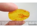 Coccid Coccoidea ,Ant in Spider web and Spider. Fossil inclusions in Baltic amber #15318