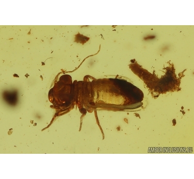 Nice Rare Psocid Nymph Psocoptera. Fossil insect in Baltic amber #15319
