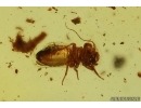 Nice Rare Psocid Nymph Psocoptera. Fossil insect in Baltic amber #15319