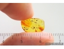 Nice Rare Psocid Nymph Psocoptera. Fossil insect in Baltic amber #15319