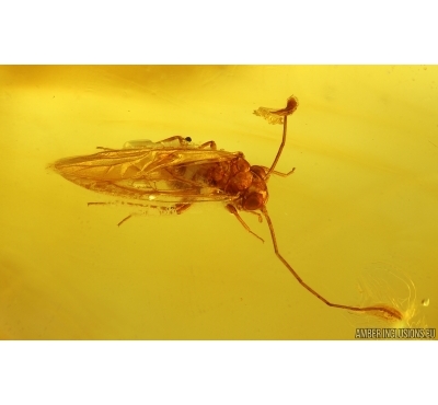 Psocid Psocoptera. Fossil insect in Baltic amber #15320