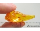 Psocid Psocoptera. Fossil insect in Baltic amber #15320