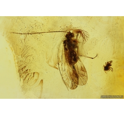 Nice Psocid Psocoptera and Mite Acari. Fossil insects in Baltic amber #15321