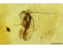 Nice Psocid Psocoptera and Mite Acari. Fossil insects in Baltic amber #15321