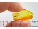 Nice Psocid Psocoptera and Mite Acari. Fossil insects in Baltic amber #15321