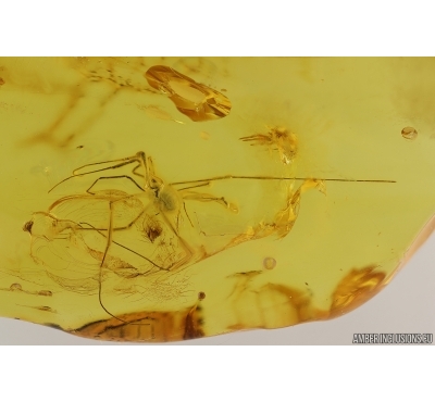 Harvestmen Opiliones and Spider Araneae. Fossil inclusions in Baltic amber #15233