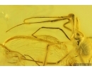 Harvestmen Opiliones and Spider Araneae. Fossil inclusions in Baltic amber #15233