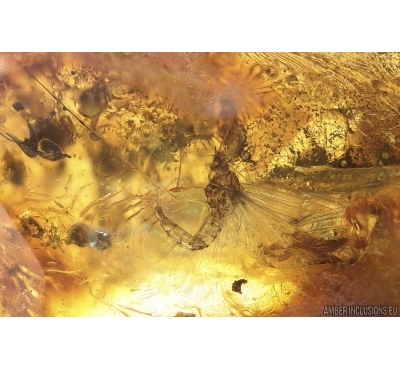 Mayfly Ephemeroptera and Stalactite. Fossil inclusions Ukrainian Rovno amber #15323R