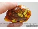 Mayfly Ephemeroptera and Stalactite. Fossil inclusions Ukrainian Rovno amber #15323R