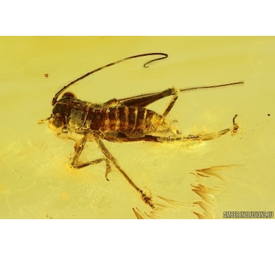 Nice Cricket Orthoptera. Fossil inclusion in Baltic amber #15324