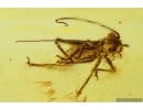 Nice Cricket Orthoptera. Fossil inclusion in Baltic amber #15324