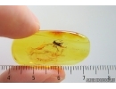 Nice Cricket Orthoptera. Fossil inclusion in Baltic amber #15324