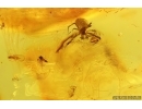 Spiders Araneae and More. Fossil inclusions Ukrainian Rovno amber #15325R