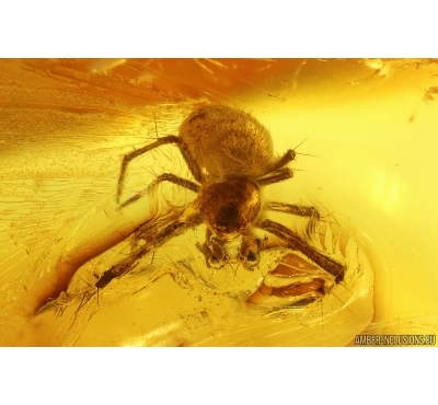 Spiders Araneae and More. Fossil inclusions Ukrainian Rovno amber #15325R