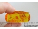 Spiders Araneae and More. Fossil inclusions Ukrainian Rovno amber #15325R