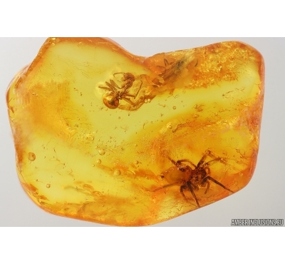 Spider Araneae and Ant Hymenoptera. Fossil inclusions in Baltic amber #15326