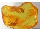 Spider Araneae and Ant Hymenoptera. Fossil inclusions in Baltic amber #15326