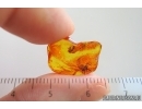 Spider Araneae and Ant Hymenoptera. Fossil inclusions in Baltic amber #15326