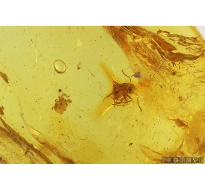 Ant Formicidae and Mite Acari. Fossil inclusions Baltic amber stone #15327