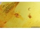 Ant Formicidae and Mite Acari. Fossil inclusions Baltic amber stone #15327