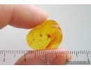 Ant Formicidae and Mite Acari. Fossil inclusions Baltic amber stone #15327
