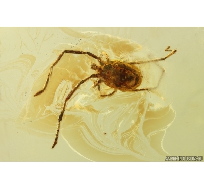 Nice Mite Acari. Fossil insect Ukrainian Rovno amber #15328R
