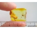 Nice Mite Acari. Fossil insect Ukrainian Rovno amber #15328R