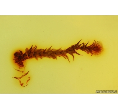 Moss Bryophyta. Fossil Inclusion in Baltic amber #15329