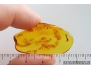 Moss Bryophyta. Fossil Inclusion in Baltic amber #15329