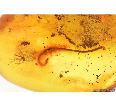 Leaf and More. Fossil inclusions in Baltic amber #15330