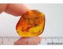 Leaf and More. Fossil inclusions in Baltic amber #15330