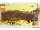 Nice Big 30 mm Plant fragment. Fossil inclusion in Baltic amber stone #15331