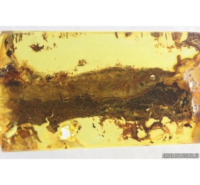 Nice Big 30 mm Plant fragment. Fossil inclusion in Baltic amber stone #15331