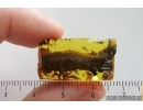 Nice Big 30 mm Plant fragment. Fossil inclusion in Baltic amber stone #15331