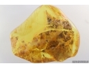 Big 20 mm Plant fragment. Fossil inclusion in Baltic amber stone #15332