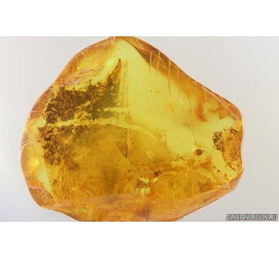 Big 20 mm Plant fragment. Fossil inclusion in Baltic amber stone #15332