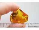 Big 20 mm Plant fragment. Fossil inclusion in Baltic amber stone #15332