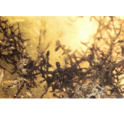 Rare Plant. Fossil inclusion in Ukrainian Rovno amber #15333R