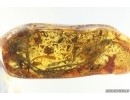 Rare Plant. Fossil inclusion in Ukrainian Rovno amber #15333R