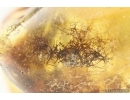 Rare Plant. Fossil inclusion in Ukrainian Rovno amber #15333R