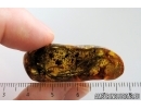 Rare Plant. Fossil inclusion in Ukrainian Rovno amber #15333R