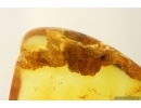 Unknown inclusion. Fossil inclusion in Baltic amber stone #15334