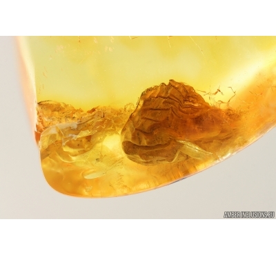 Unknown inclusion. Fossil inclusion in Baltic amber stone #15334