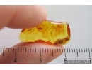 Unknown inclusion. Fossil inclusion in Baltic amber stone #15334