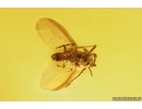 Winged Coccid Coccoidea. Fossil insect in Baltic amber #15335