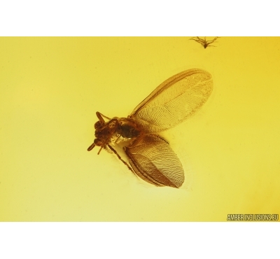 Winged Coccid Coccoidea. Fossil insect in Baltic amber #15335