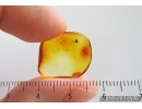 Winged Coccid Coccoidea. Fossil insect in Baltic amber #15335